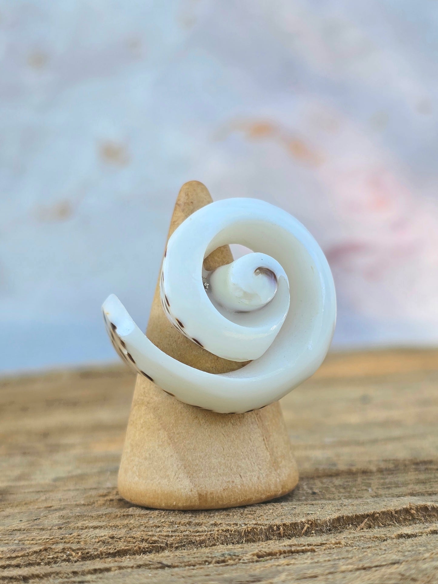 Bali Spiral Shell Ring (Size 6)
