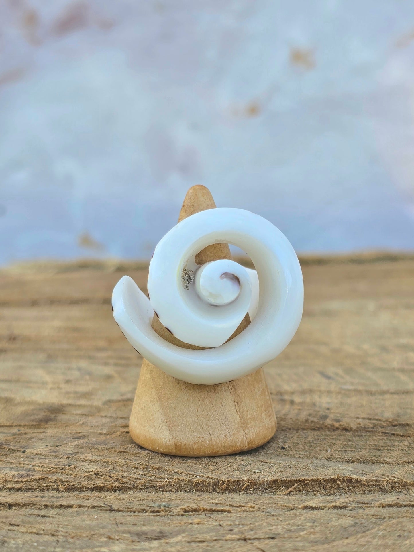 Bali Spiral Shell Ring (Size 6)